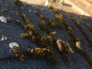 A close up of some weeds growing on the asphalt